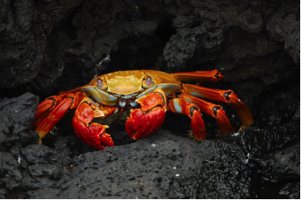 Crabs Hate Succeeders